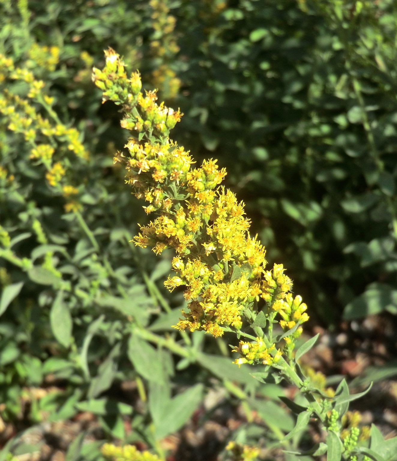 Solidaga californica