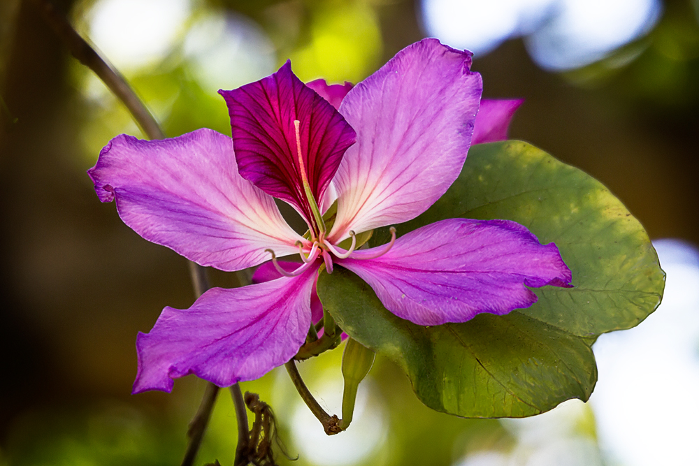 Bauhinia variegata