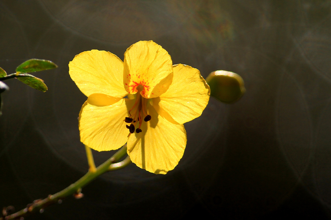 Senna (flower) - Cassia = Senna sp.