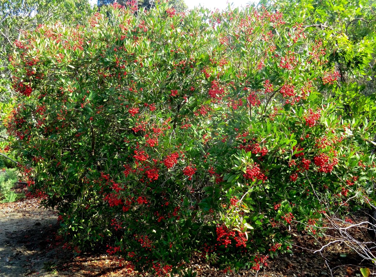 Christmasberry = Toyon (whole plant) - Heteromeles arbutifolia