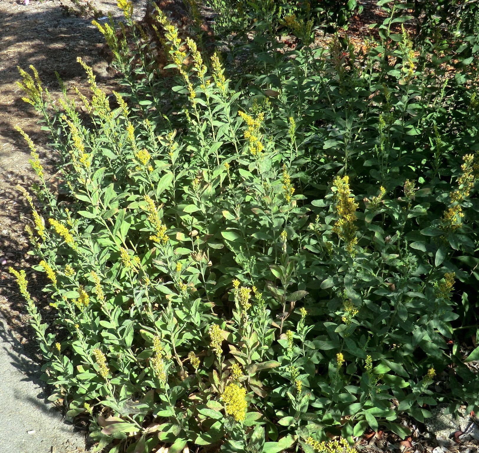 Solidaga californica	