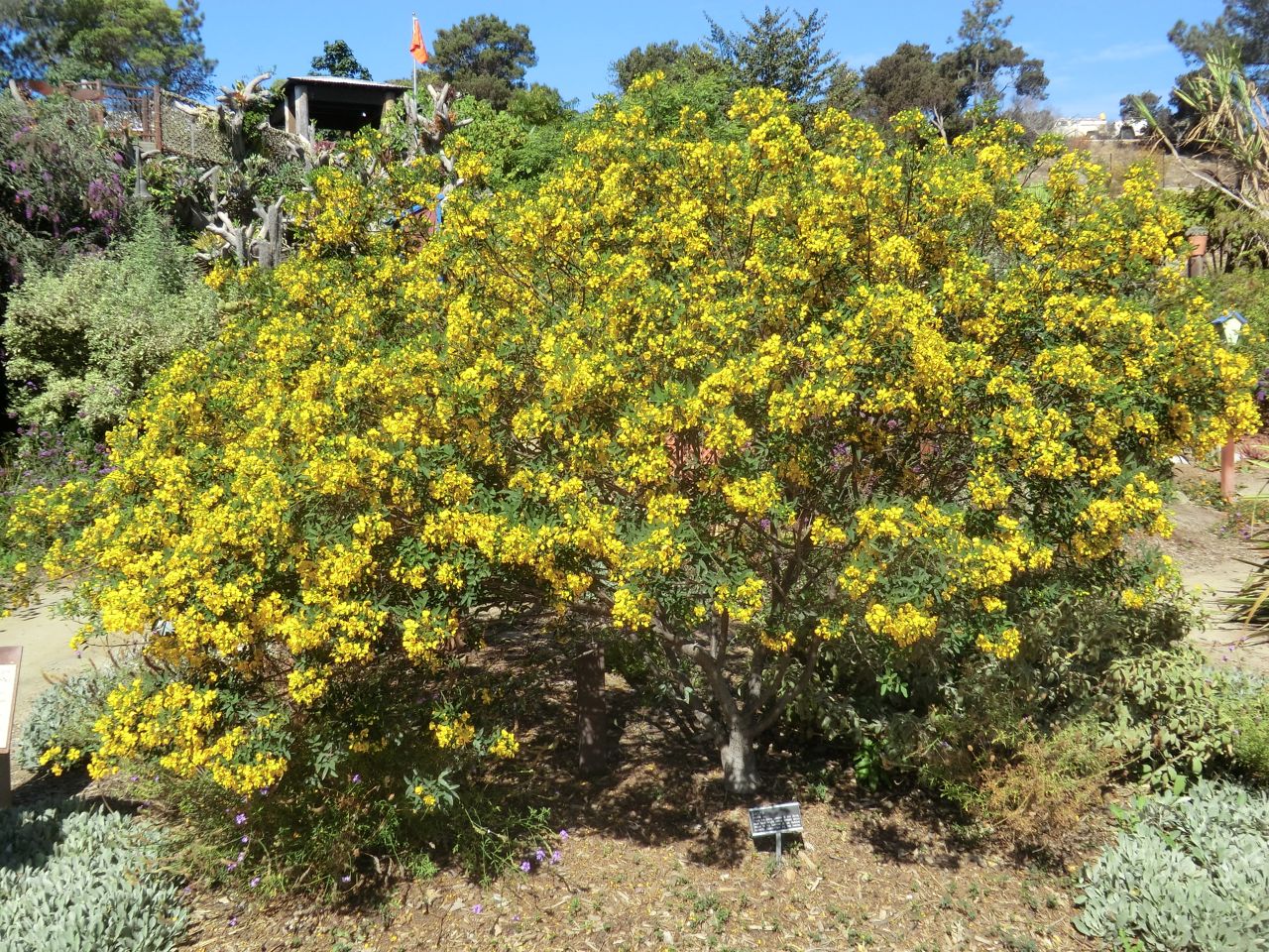 Cassia = Senna sp.	