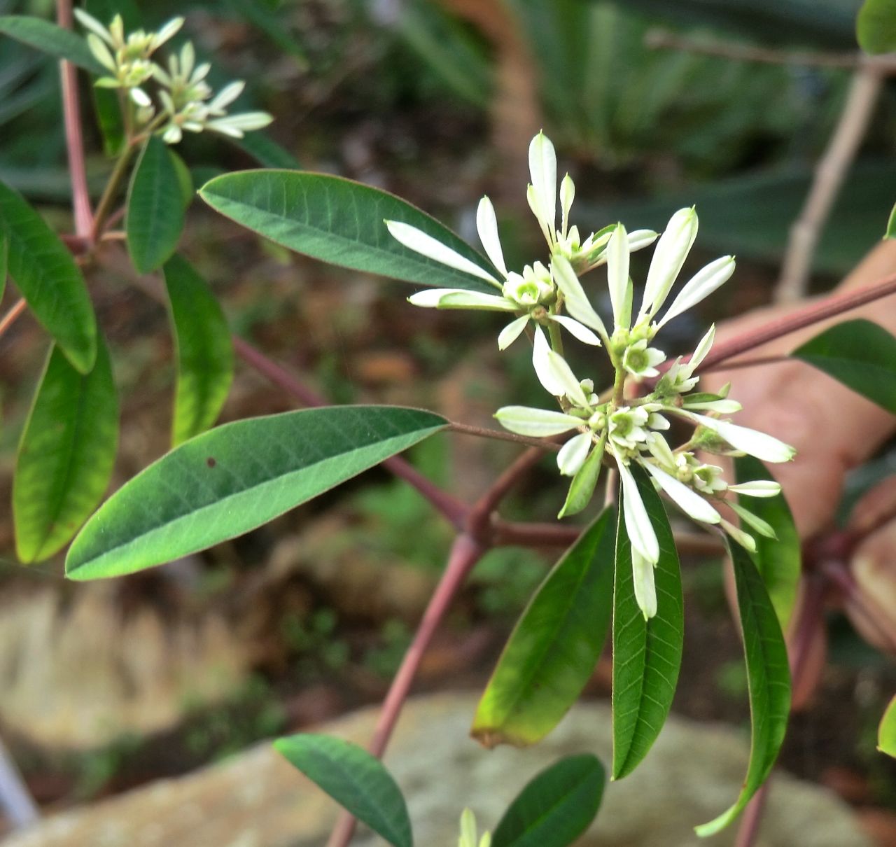 Snowflake = Lace bush - White (flower)