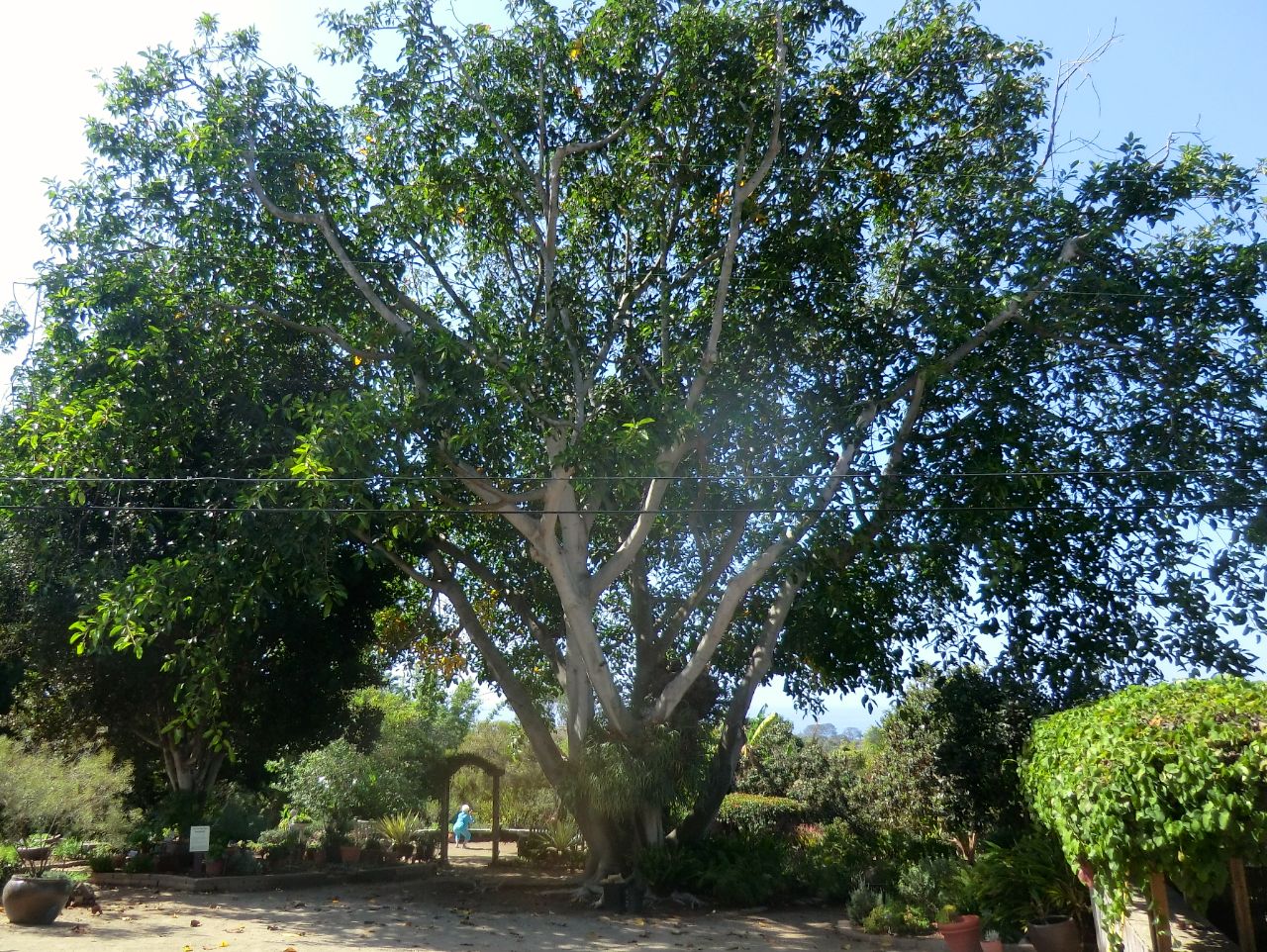 Ficus mysorensis