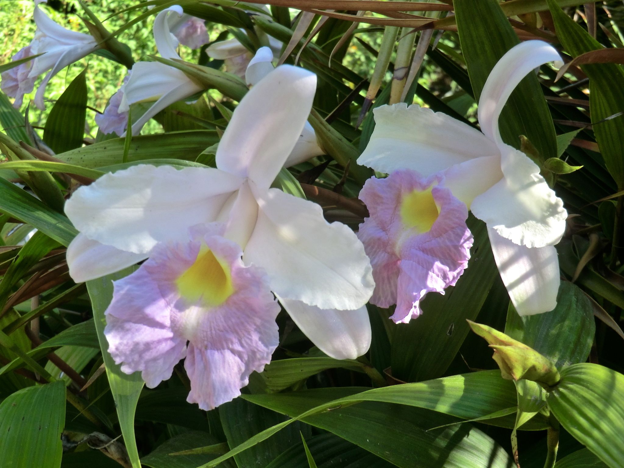 Sobralia macrantha