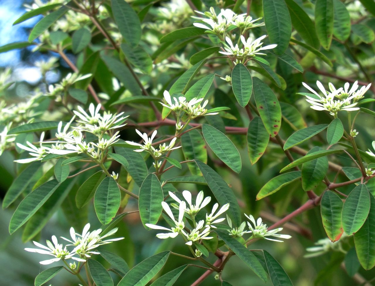 Euphorbia leucocephala