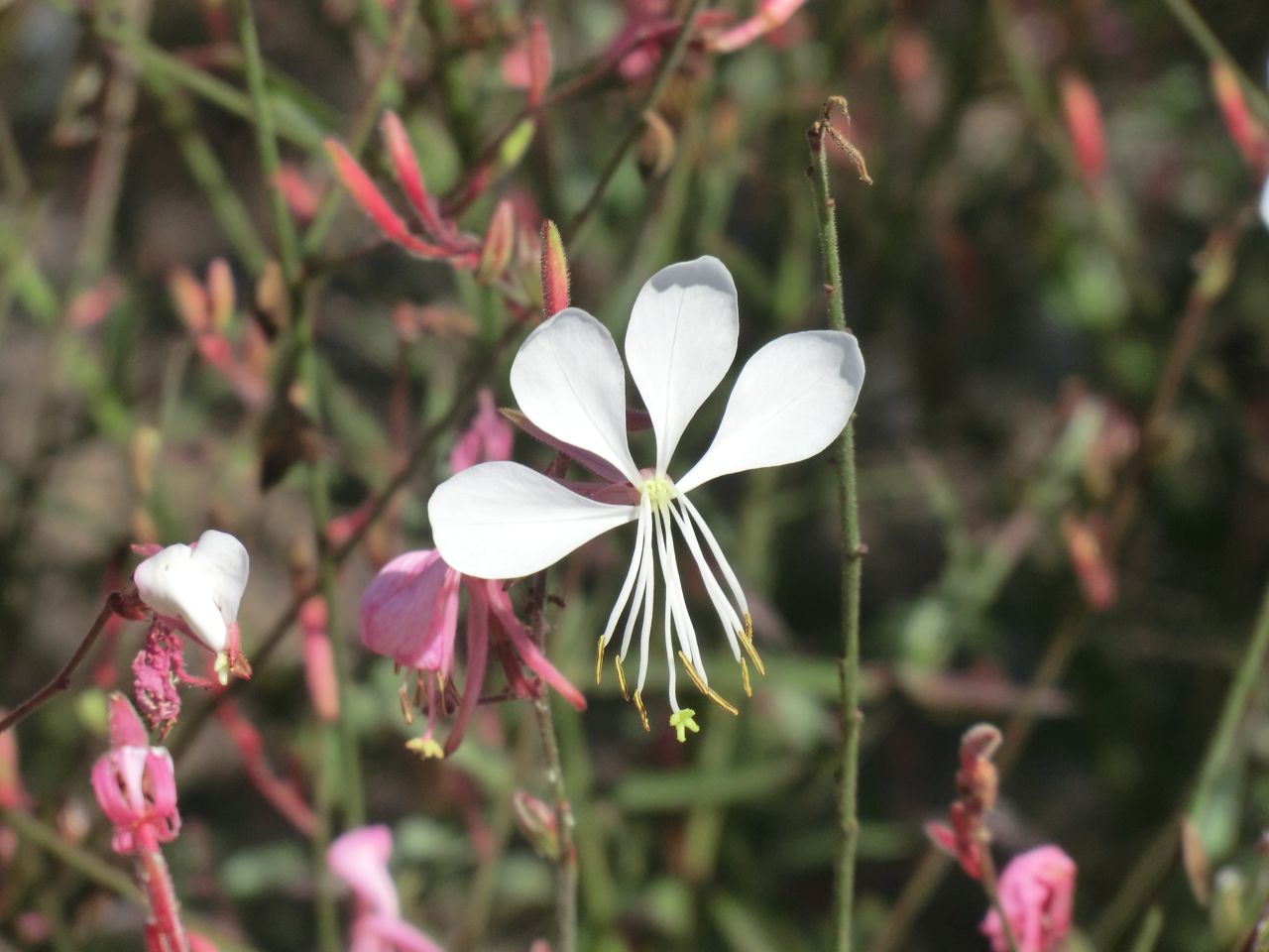 Gaura lindheimeri