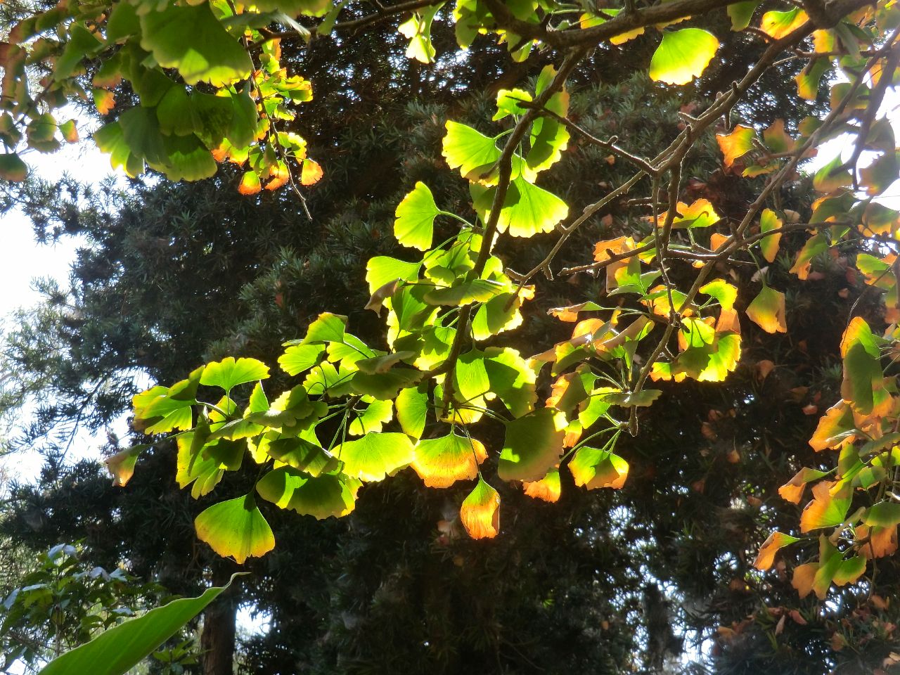 Ginkgo biloba