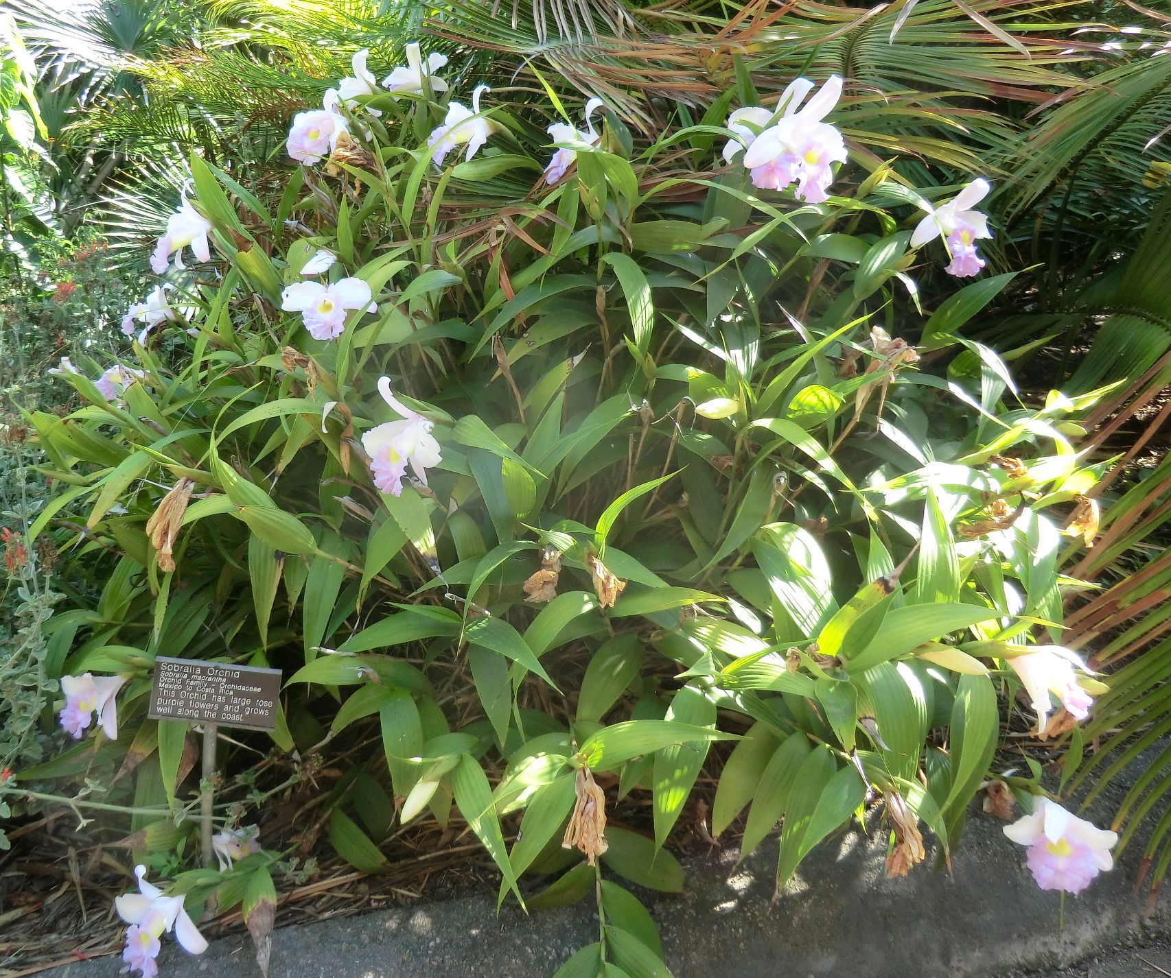 Sobralia macrantha