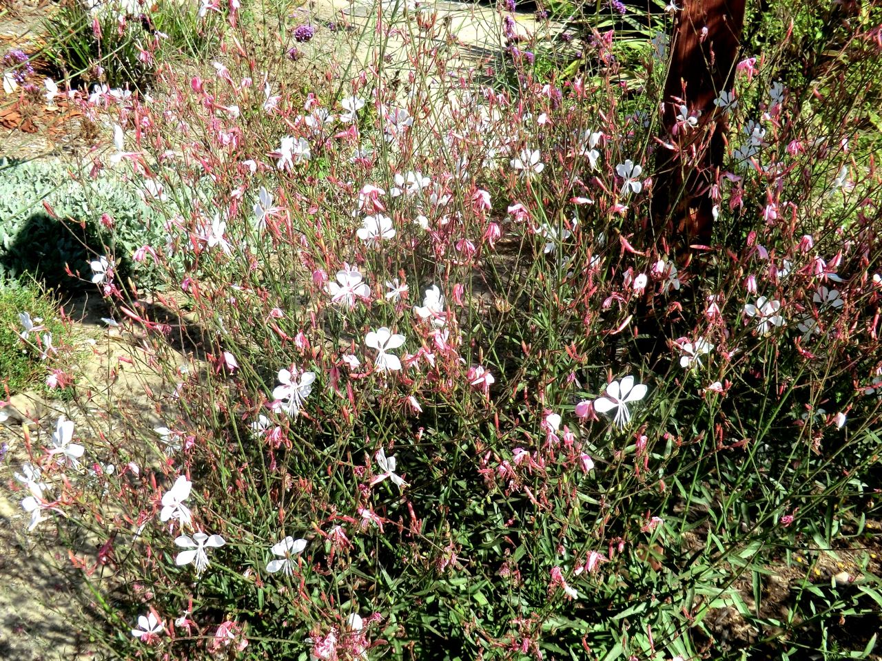 Gaura lindheimeri