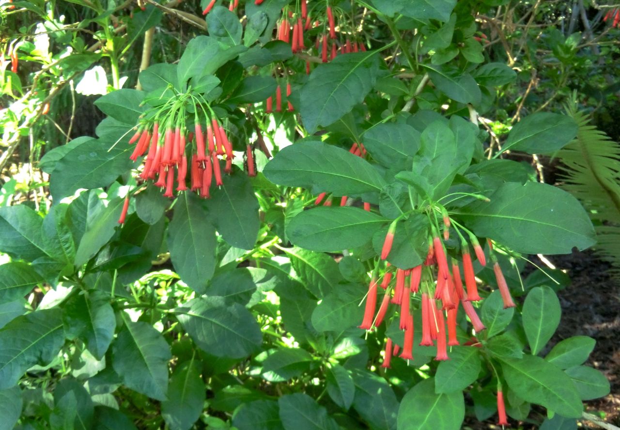 Iochroma coccinea	