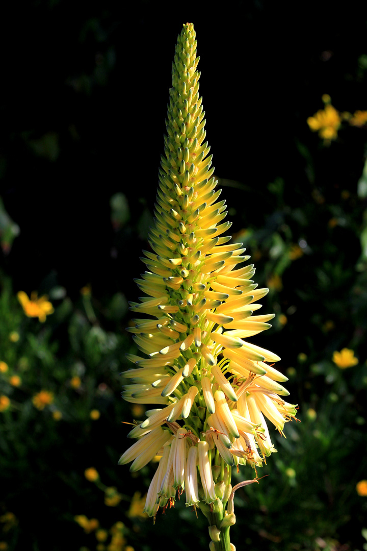 Aloe 'Yellow Torch'	Aloe - Yellow Torch (flower)