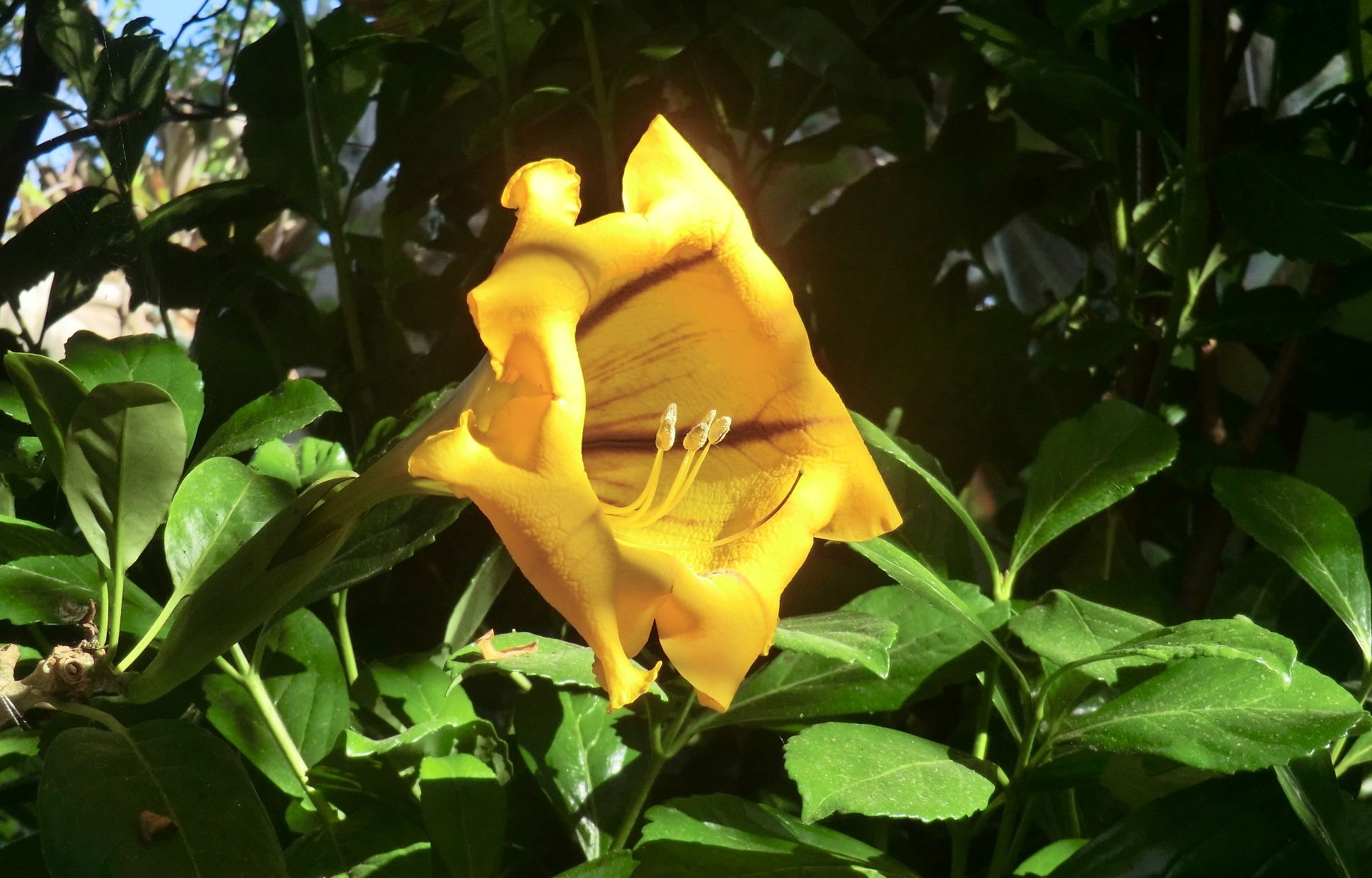 Solandra maxima