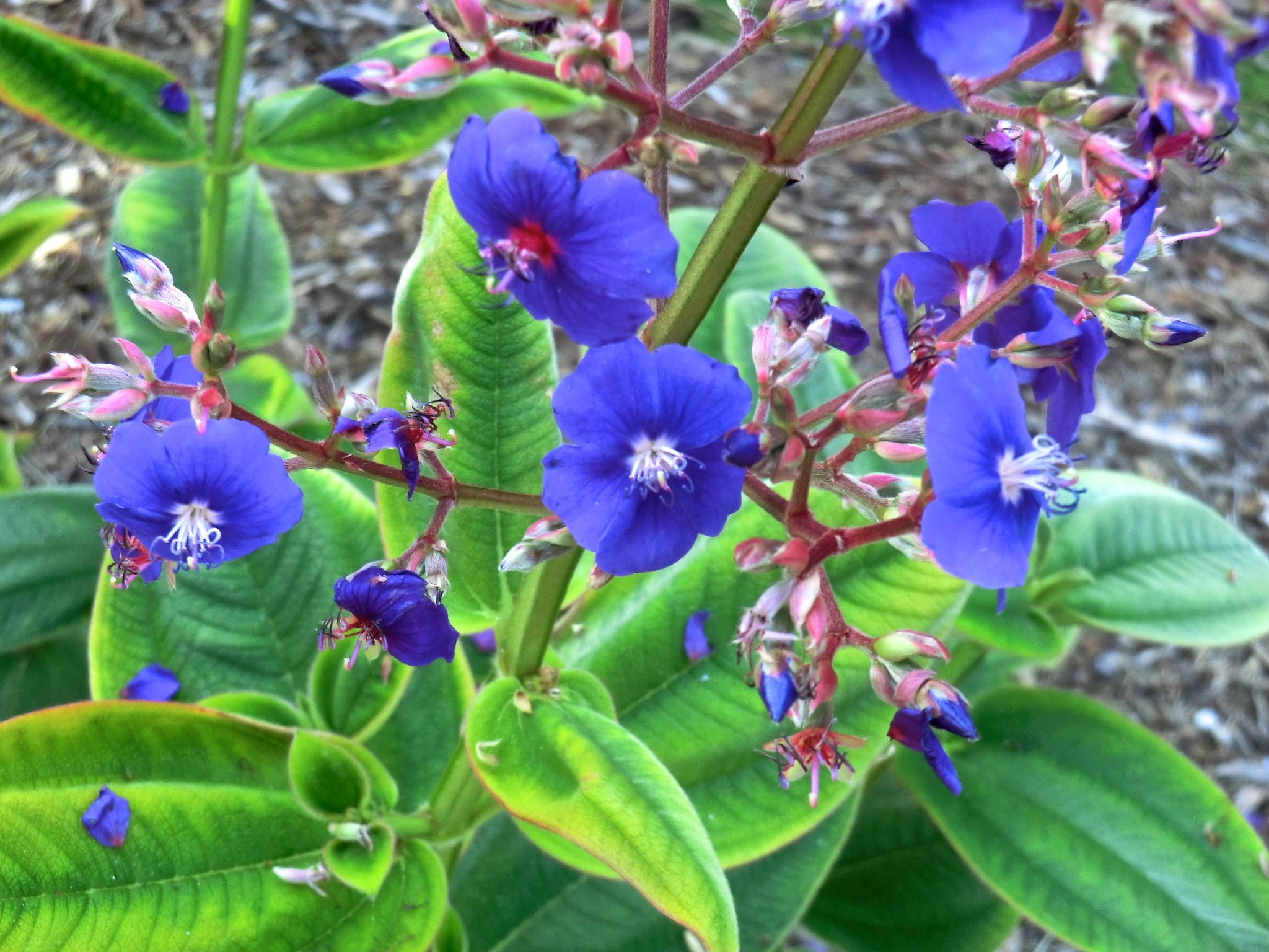 Tibouchina sp.