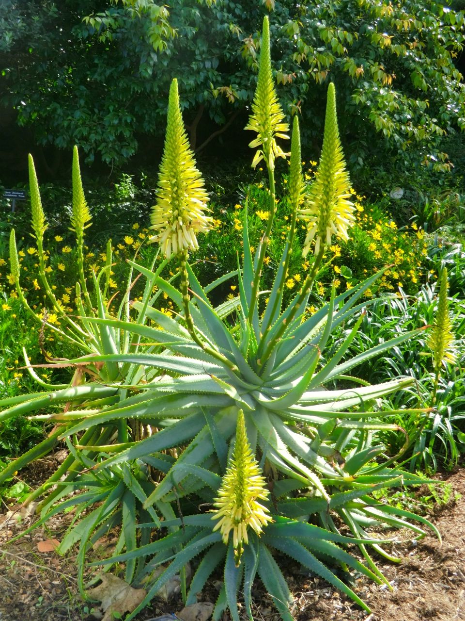 Aloe 'Yellow Torch'	Aloe - Yellow Torch (whole plant)