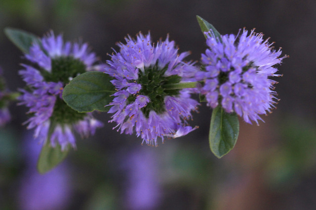 Mentha  sp.