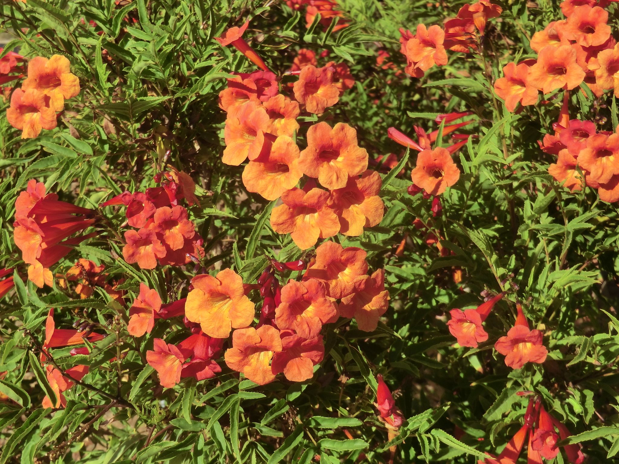 Tecoma 'Crimson Flare'