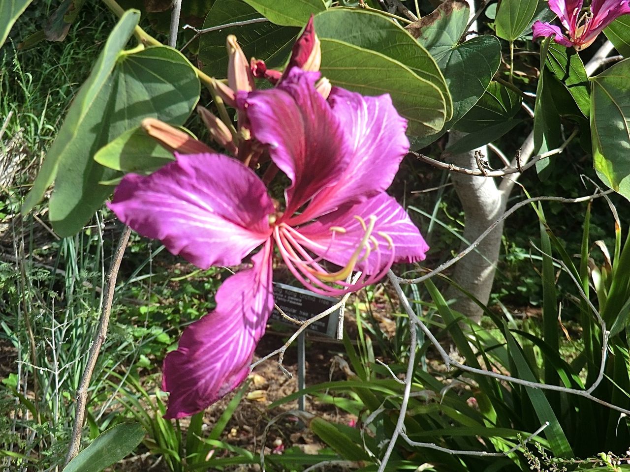 Bauhinia blakeana