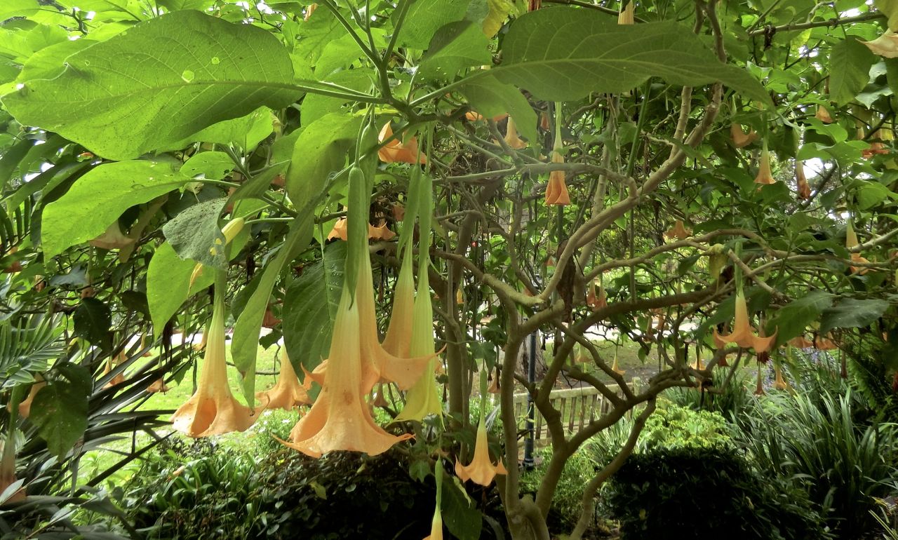 Brugmansia versicolor