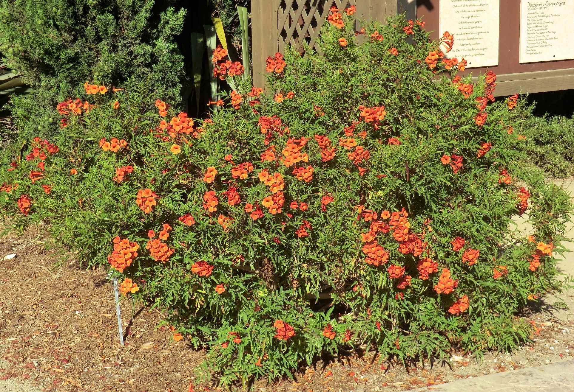 Tecoma 'Crimson Flare'