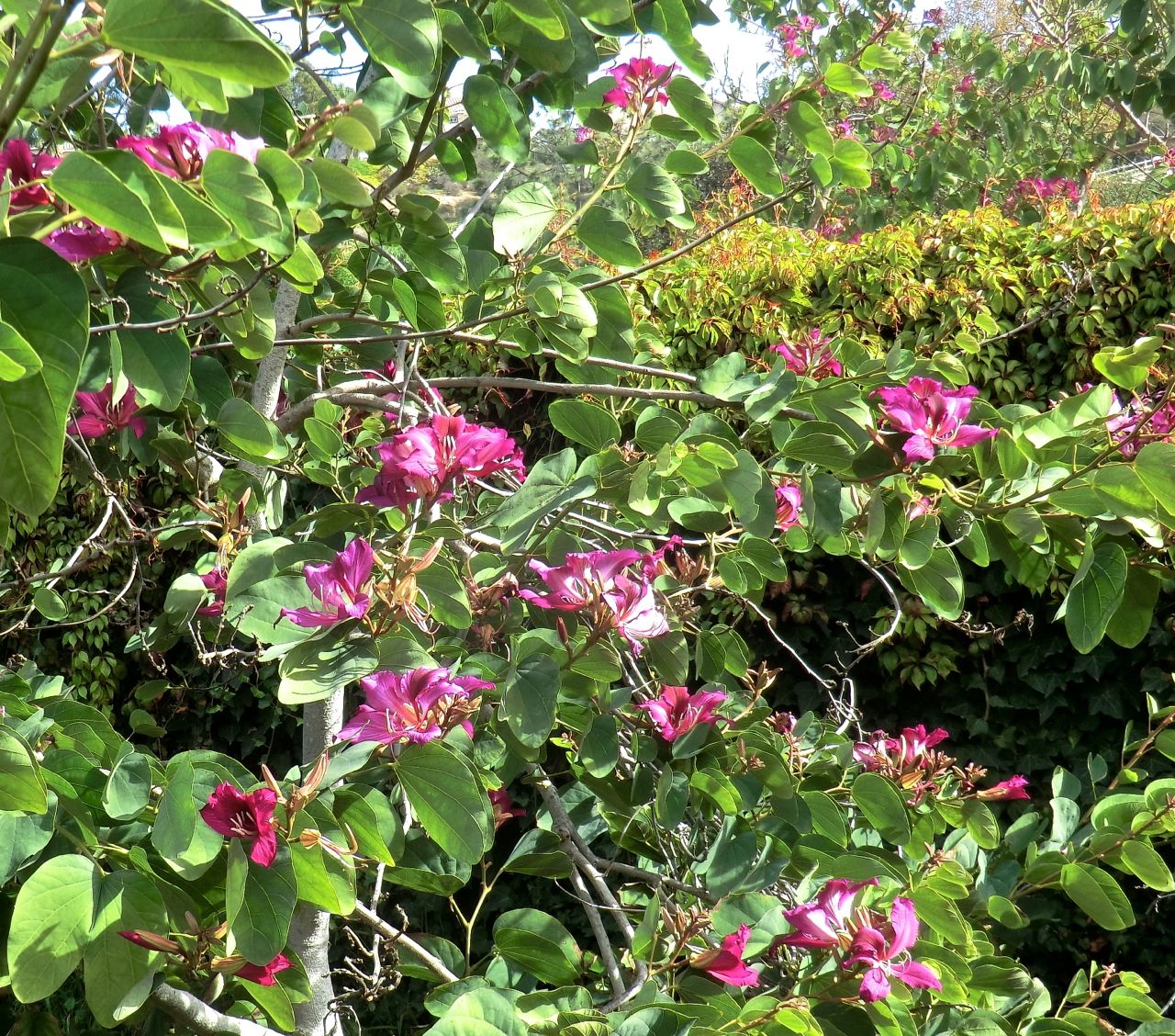 Bauhinia blakeana