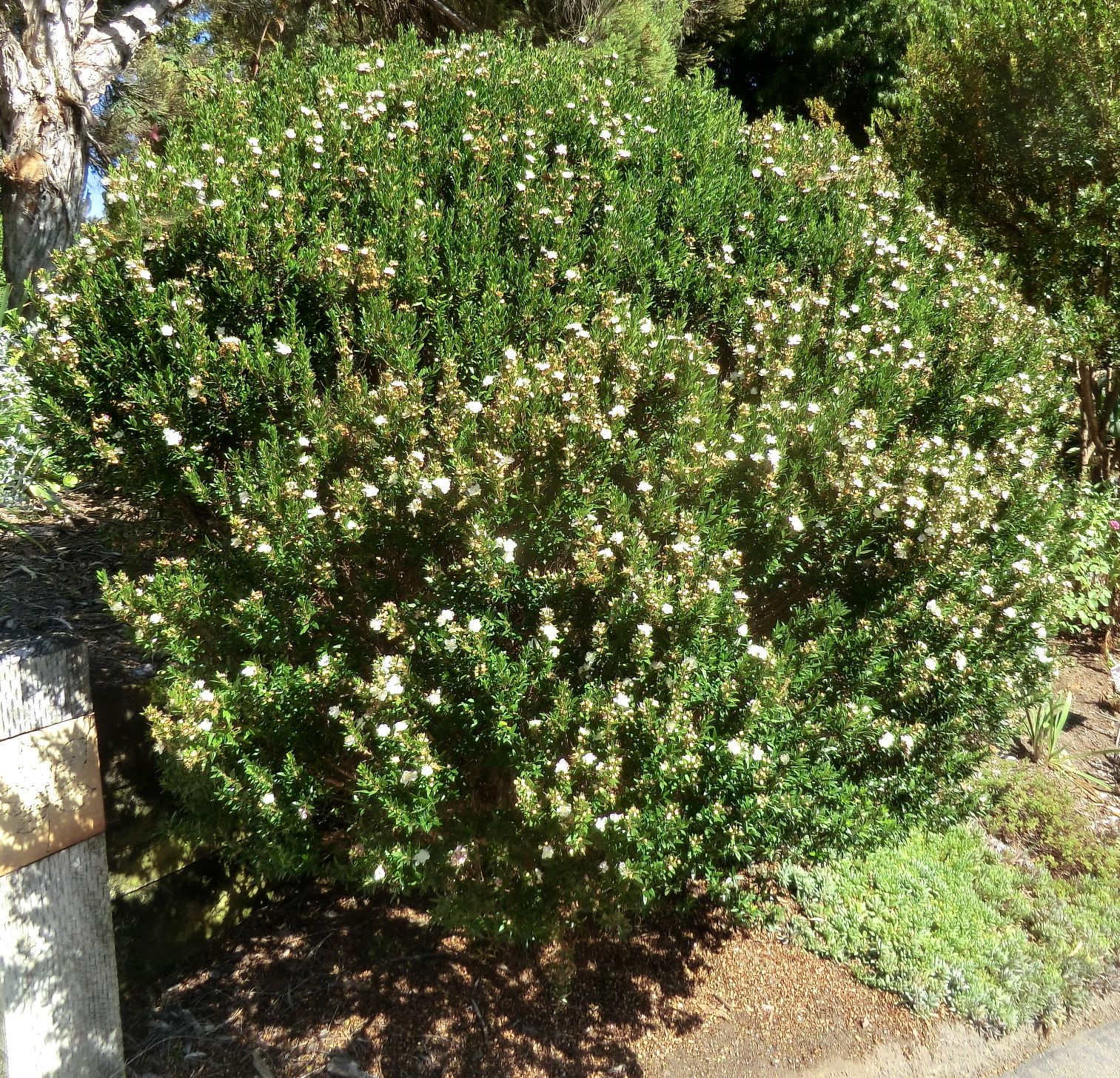 Myrtus communis