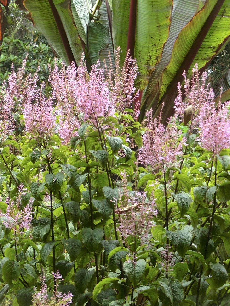 Plectranthus ecklonii ?