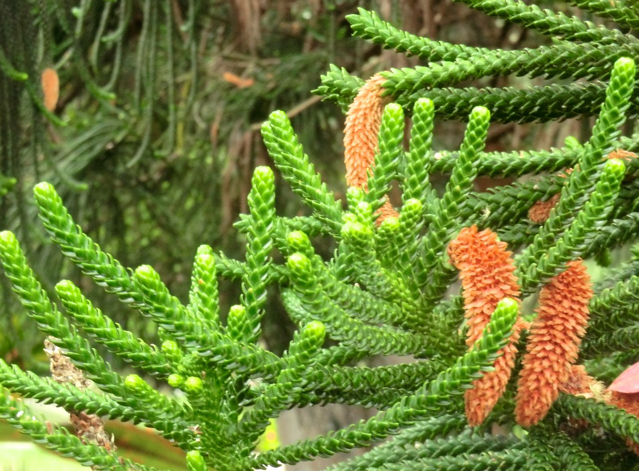 Araucaria columnaris