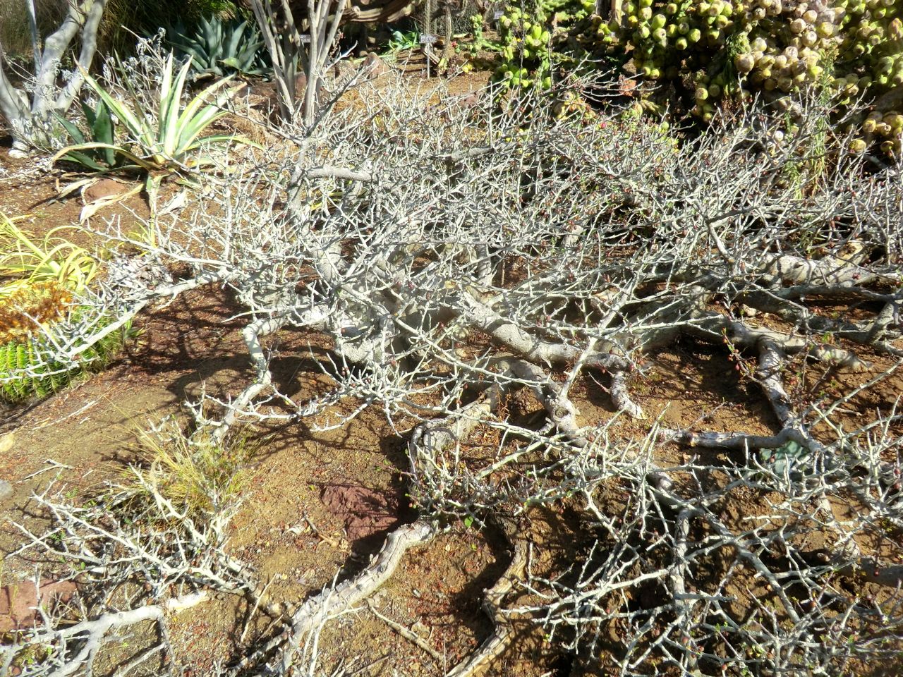 Bursera microphylla	