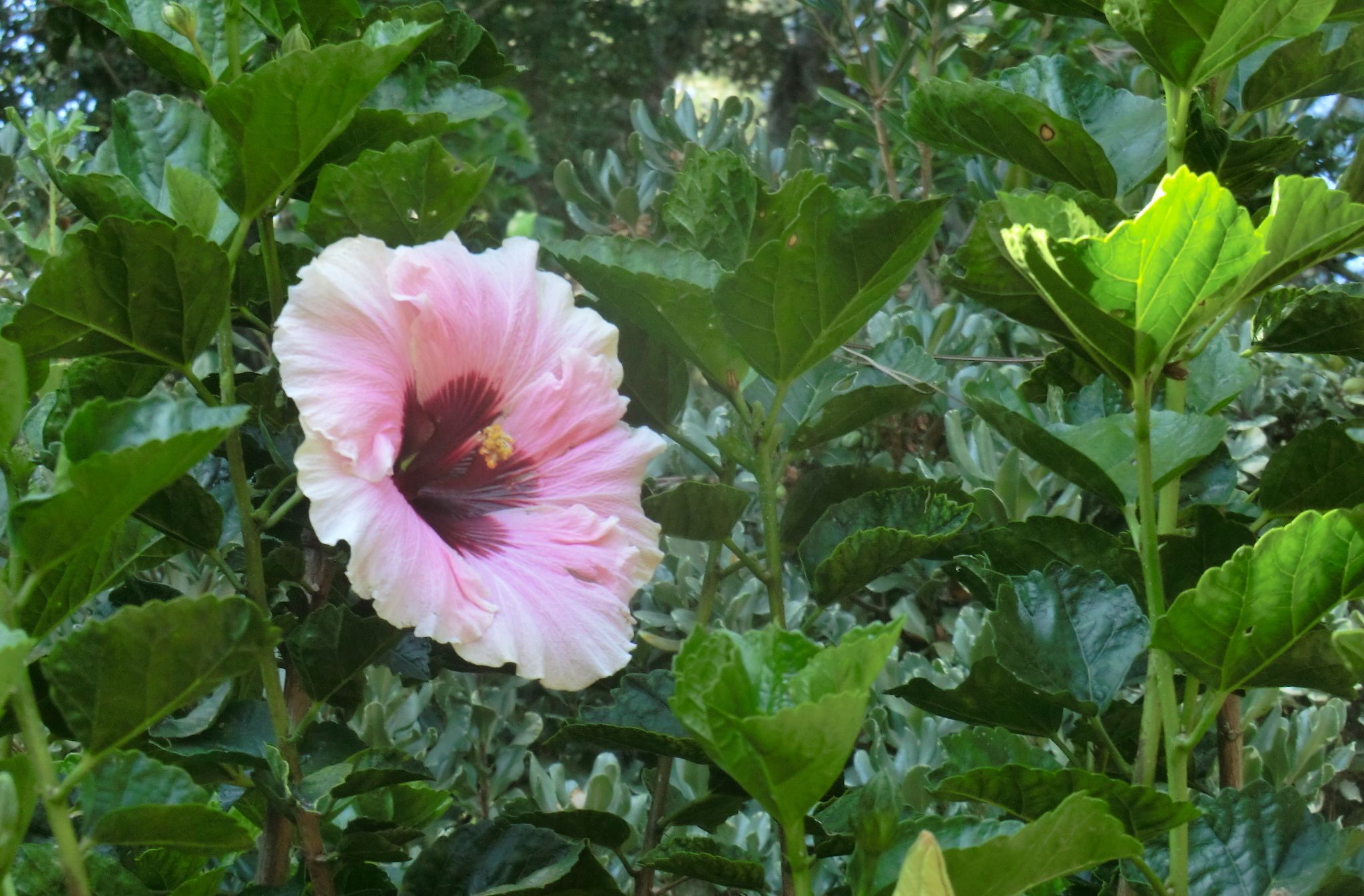 Hibiscus rosa-sinensis 'High Voltage'