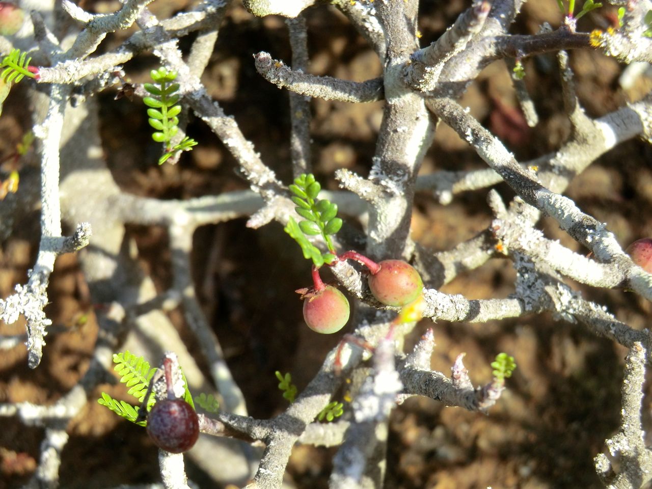 Bursera microphylla	