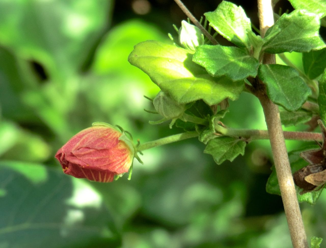 Pavonia praemorsa