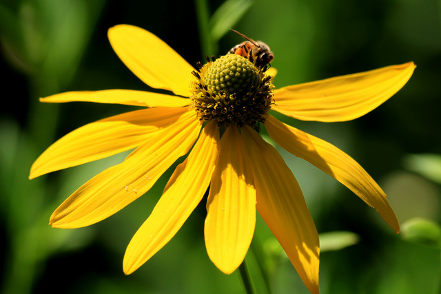 Rudbeckia sp.