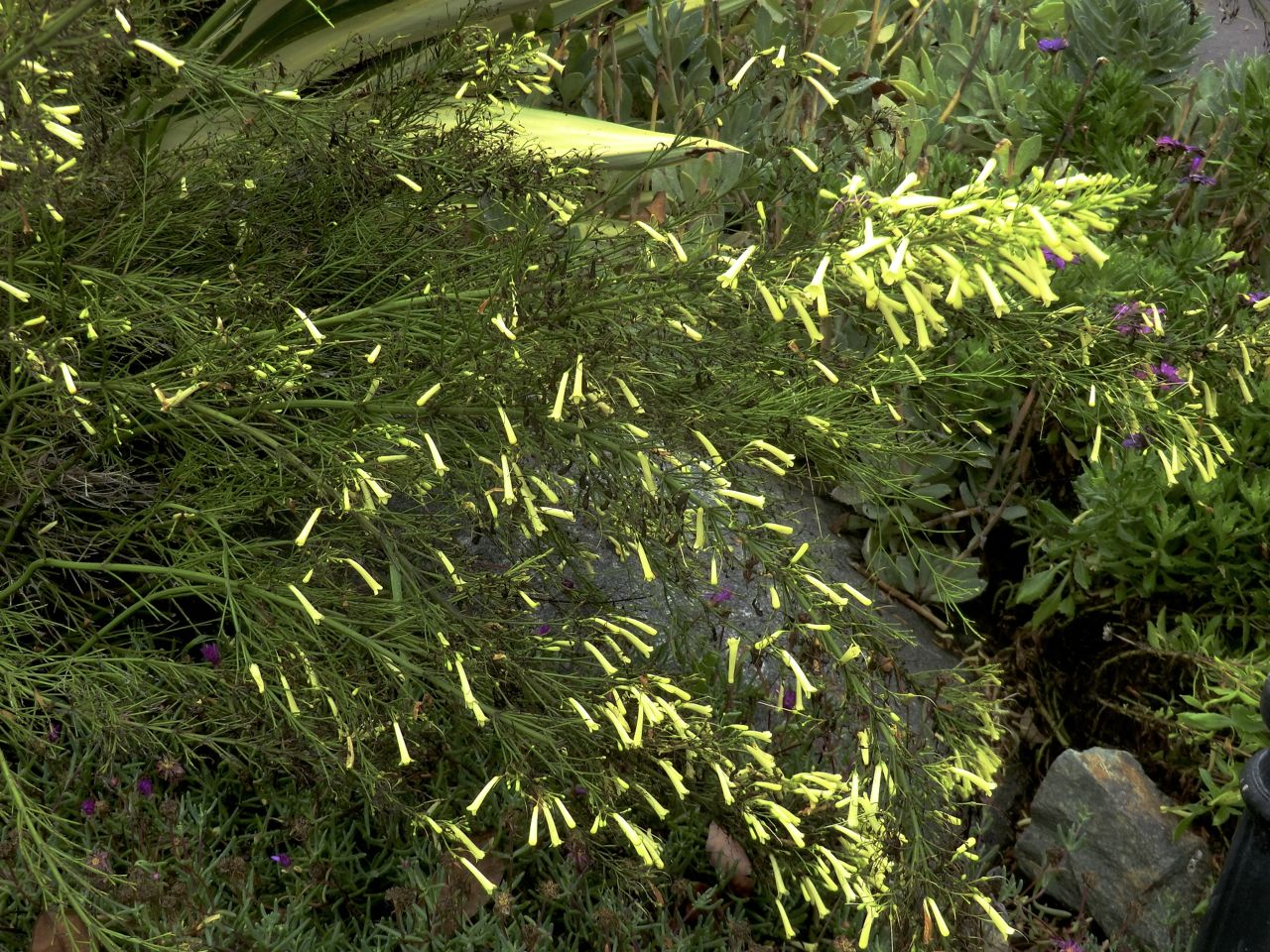 Russelia equisetiformis lutea