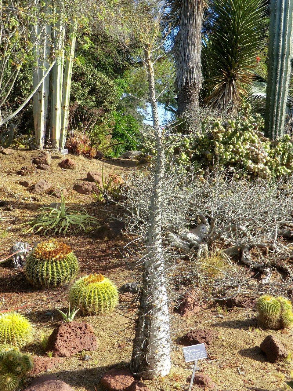 Fouquieria columnaris