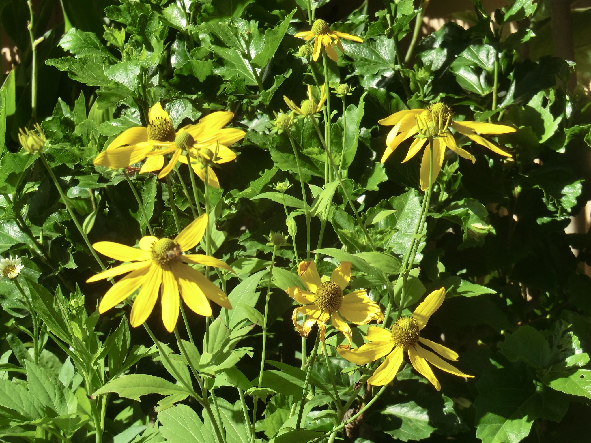Rudbeckia sp.