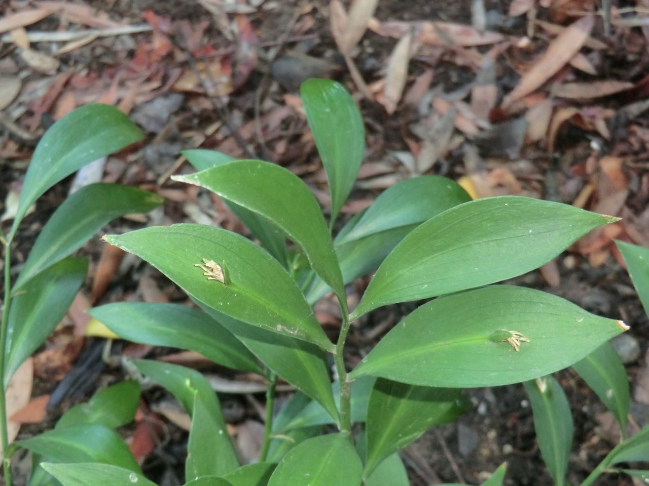 Ruscus hypoglossum