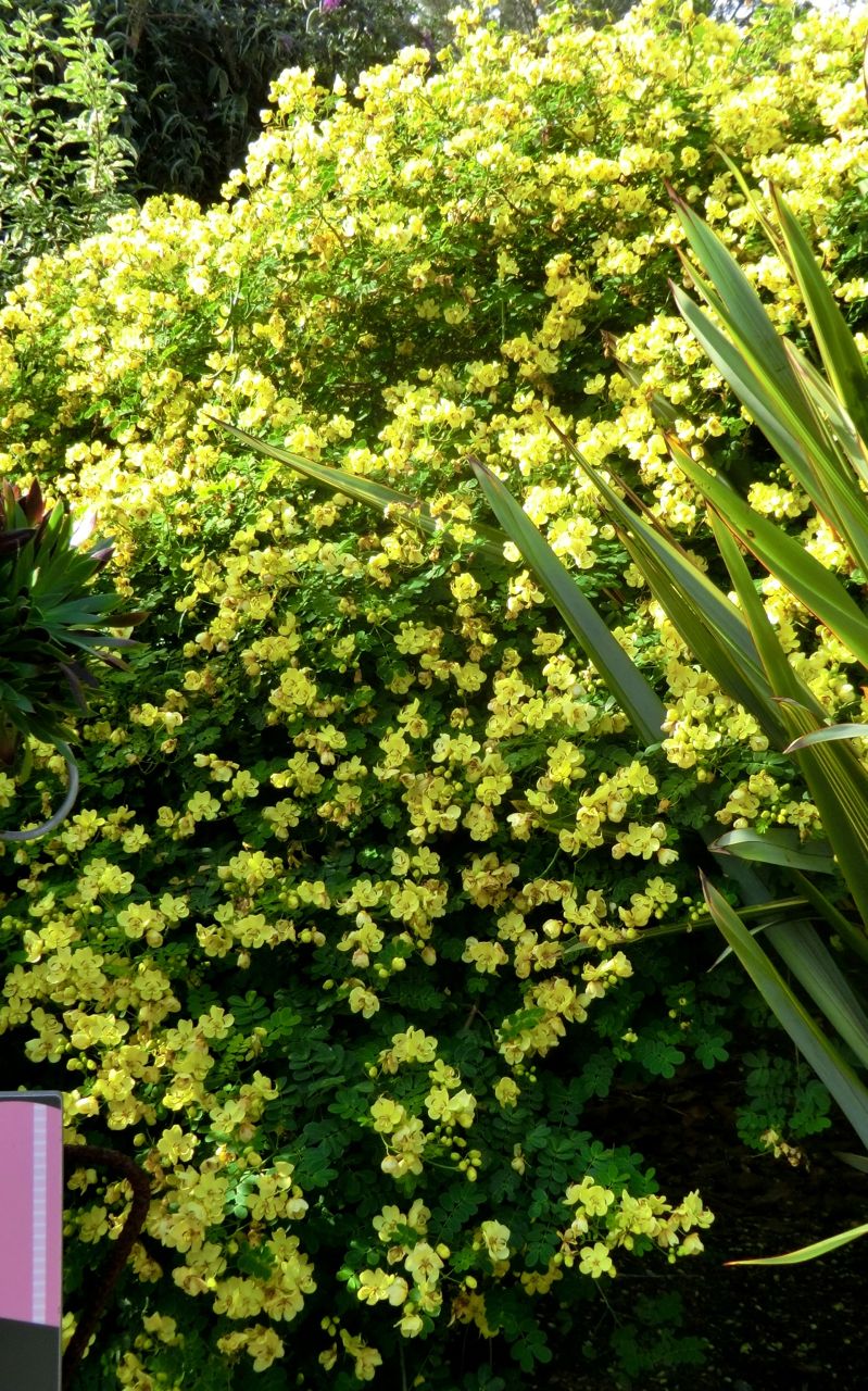 Christmas Bush = Cassia (whole plant) - Cassia = Senna bicapsularis