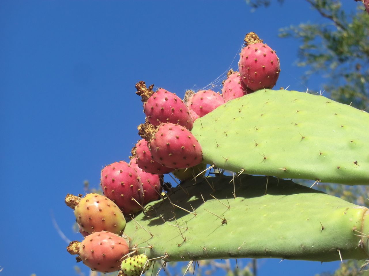 Opuntia sp