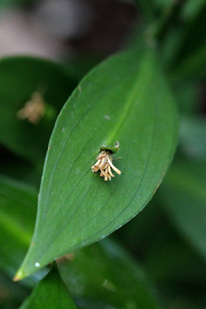 Ruscus hypoglossum