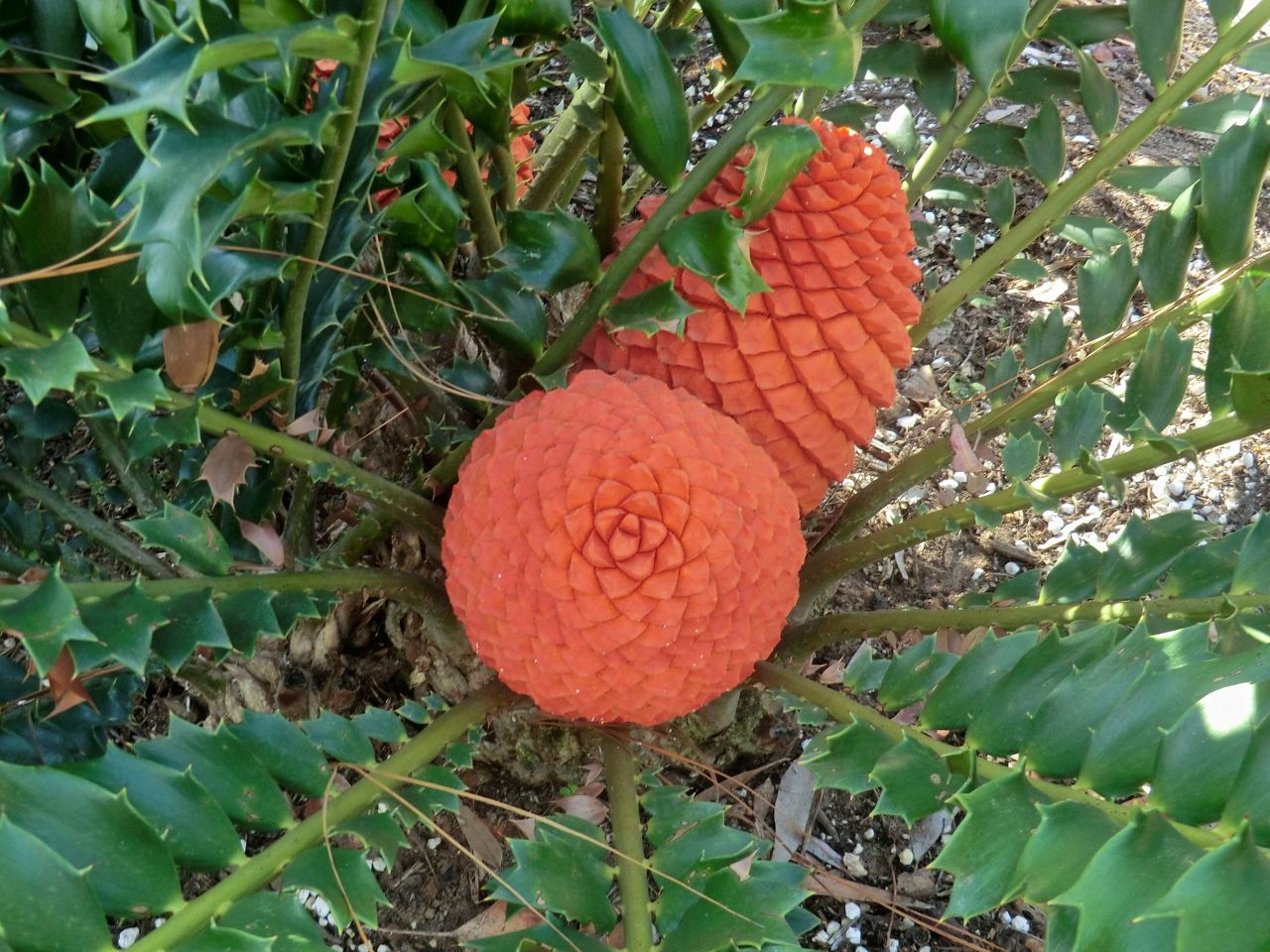 Encephalartos ferox