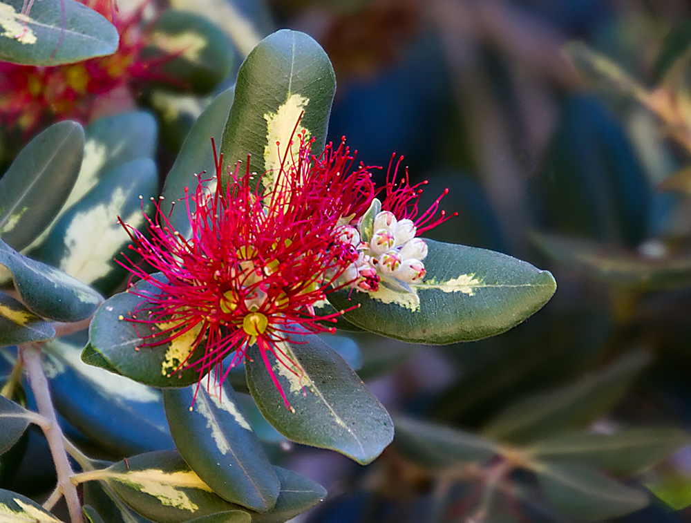 Meterosideros excelsa variegata