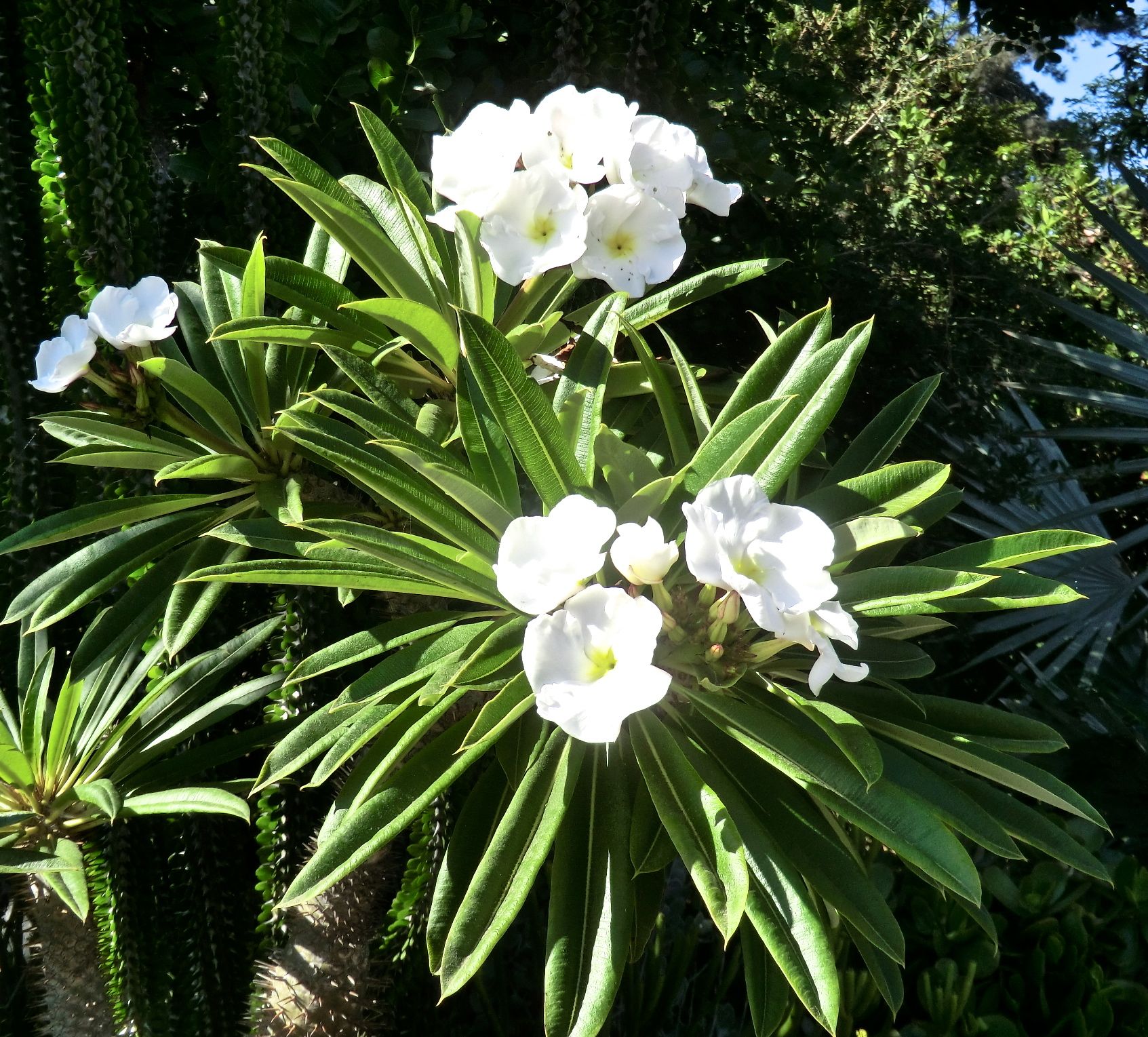 Pachypodium lamerii