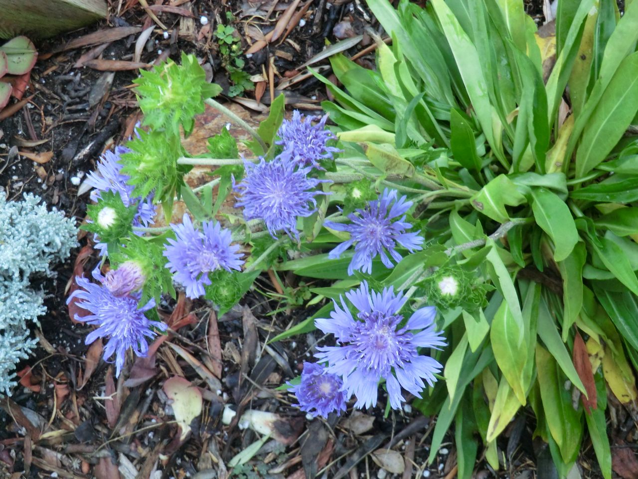 Stokesia laevis 'Mel's Blue'