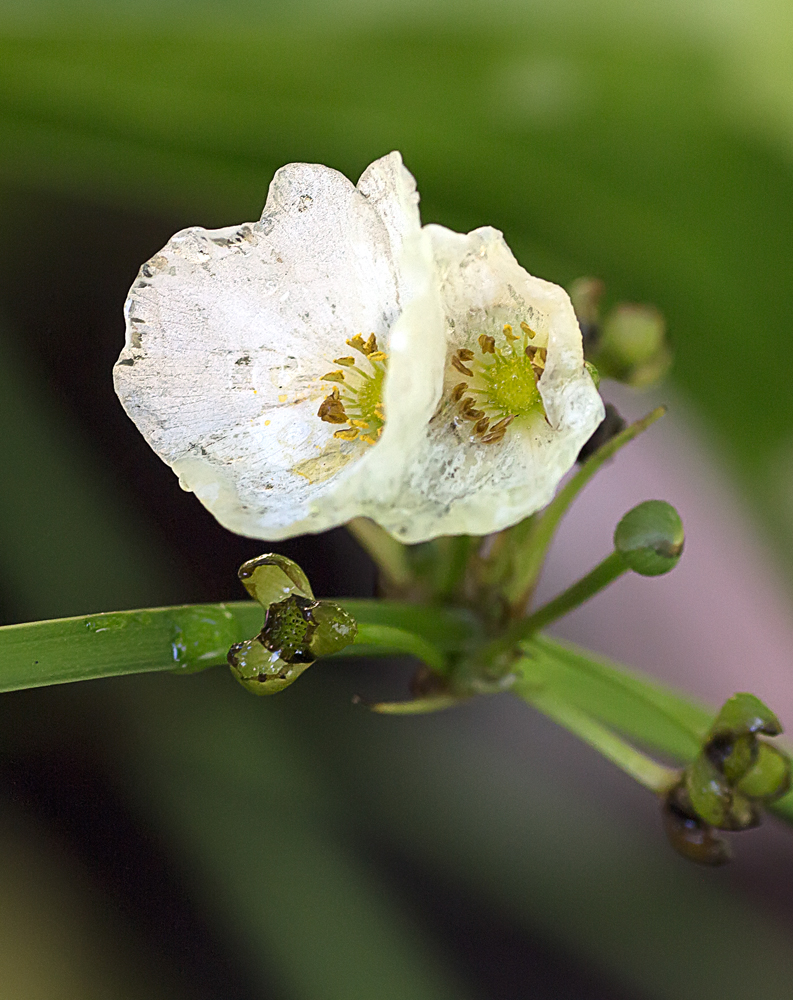 Alisma sp.