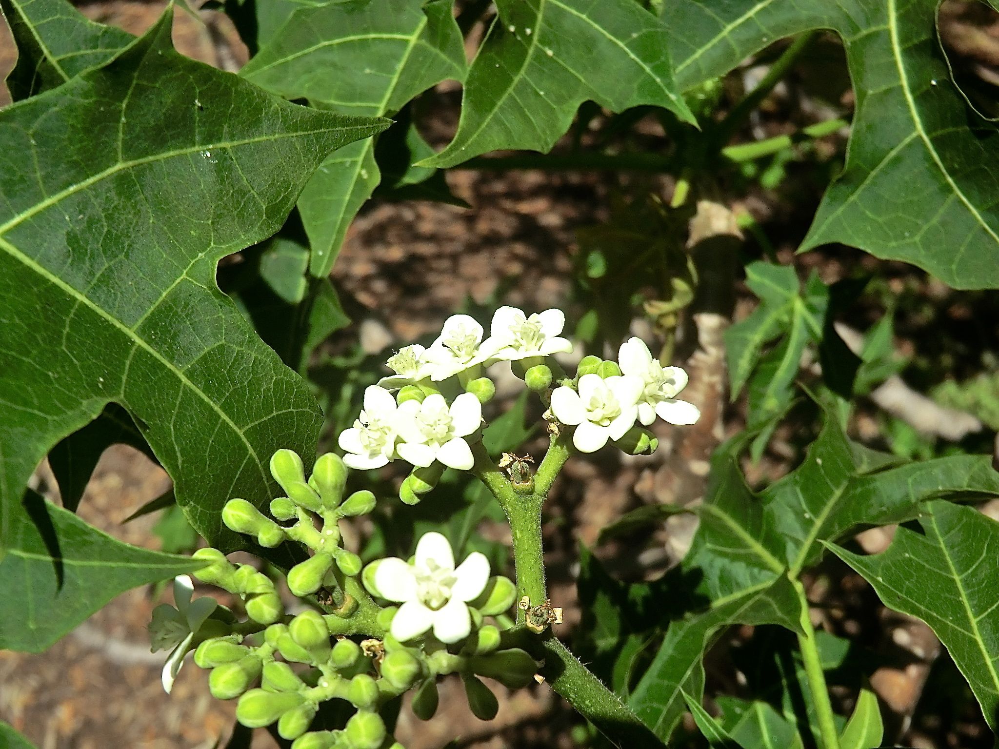 Cnidoscolus aconitifolius