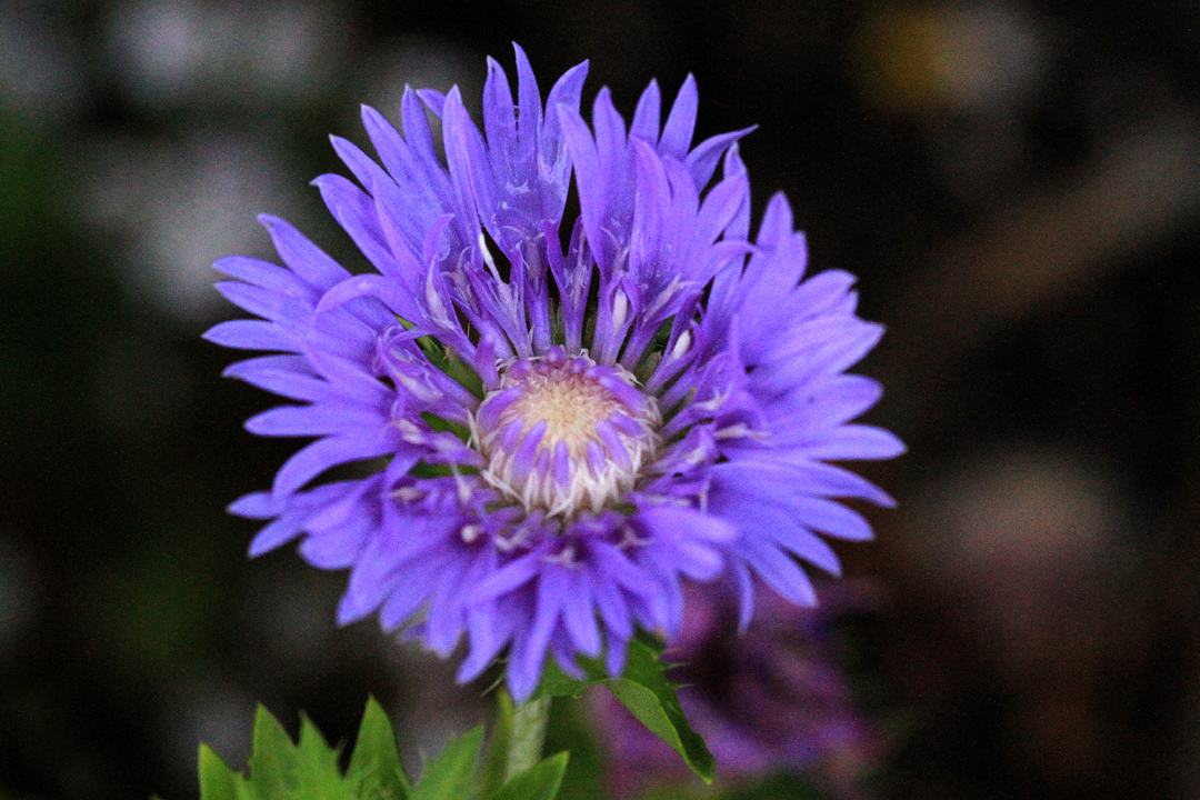 Stokesia laevis 'Mel's Blue'