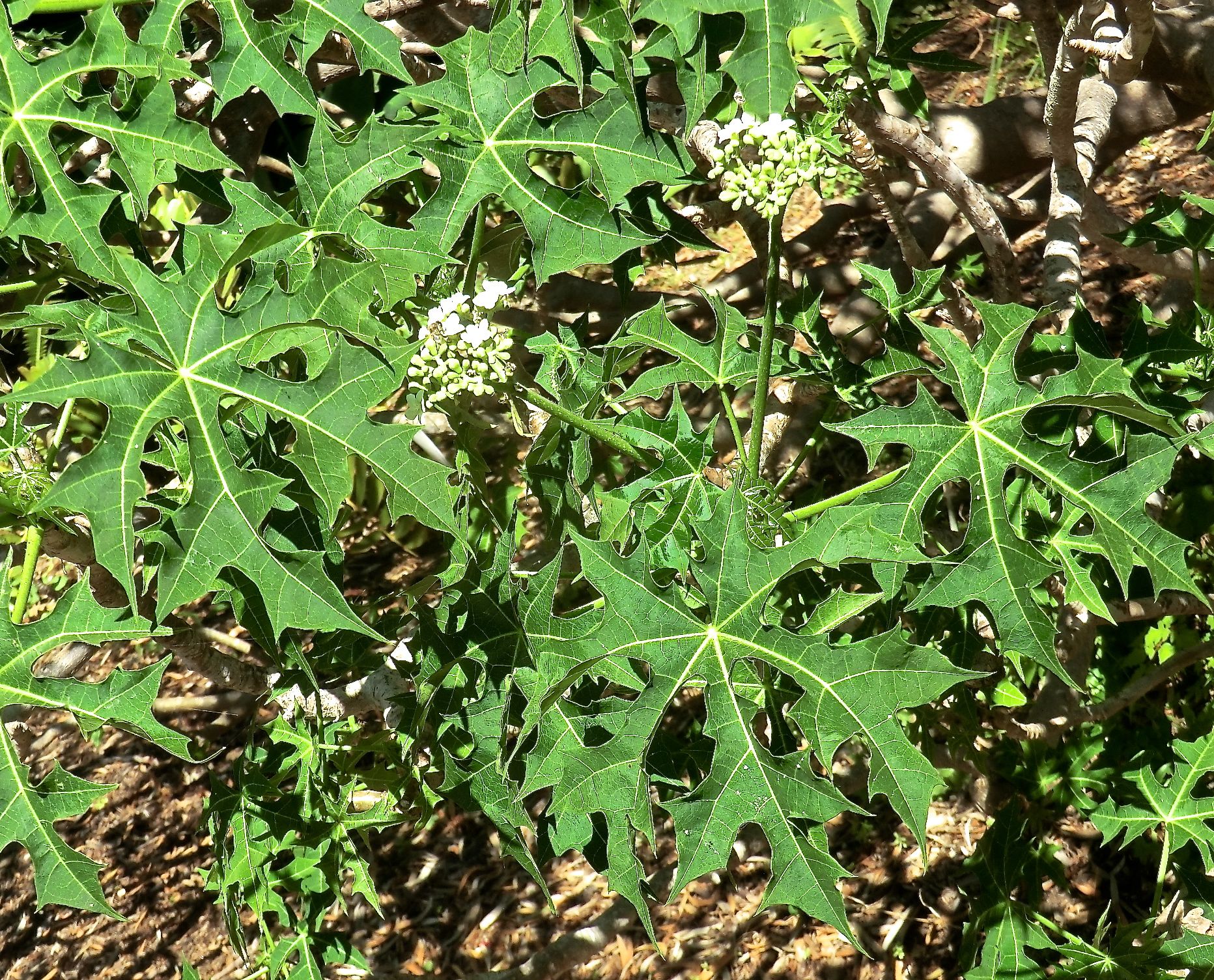 Cindoscolus acontifolius
