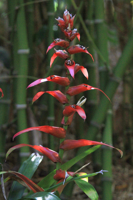 Guzmania wittmackii ?