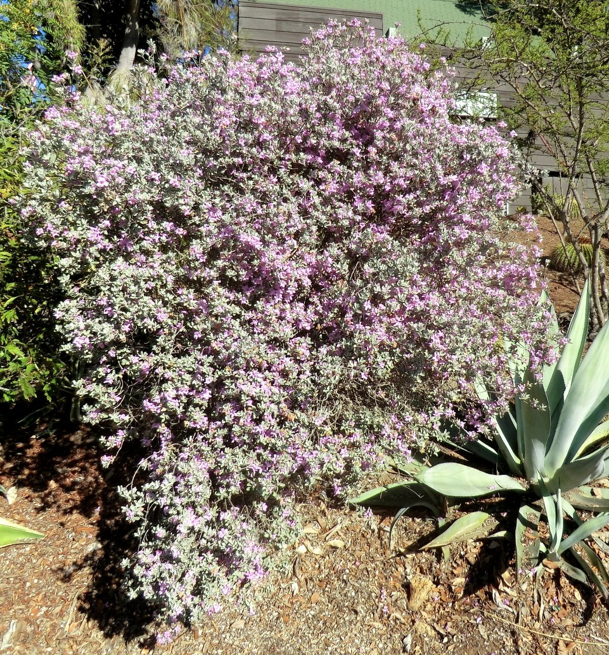 Leucophyllum pruinosum